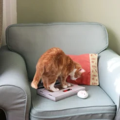 CAT SCRATCH LAPTOP