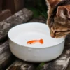 Goldfish Cat Bowl