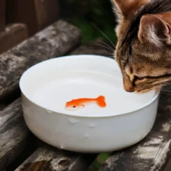 Goldfish Cat Bowl